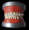 OSAKA DENTAL التدريس نموذج فانتام الولايات المتحدة الأمريكية