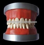 OSAKA DENTAL التدريس نموذج فانتام الولايات المتحدة الأمريكية