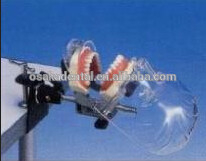 نموذج لتدريس طب الأسنان مينيكين بسيط