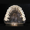 الأسنان مع المسمار لدراسة العفن OSA-Teeth-N