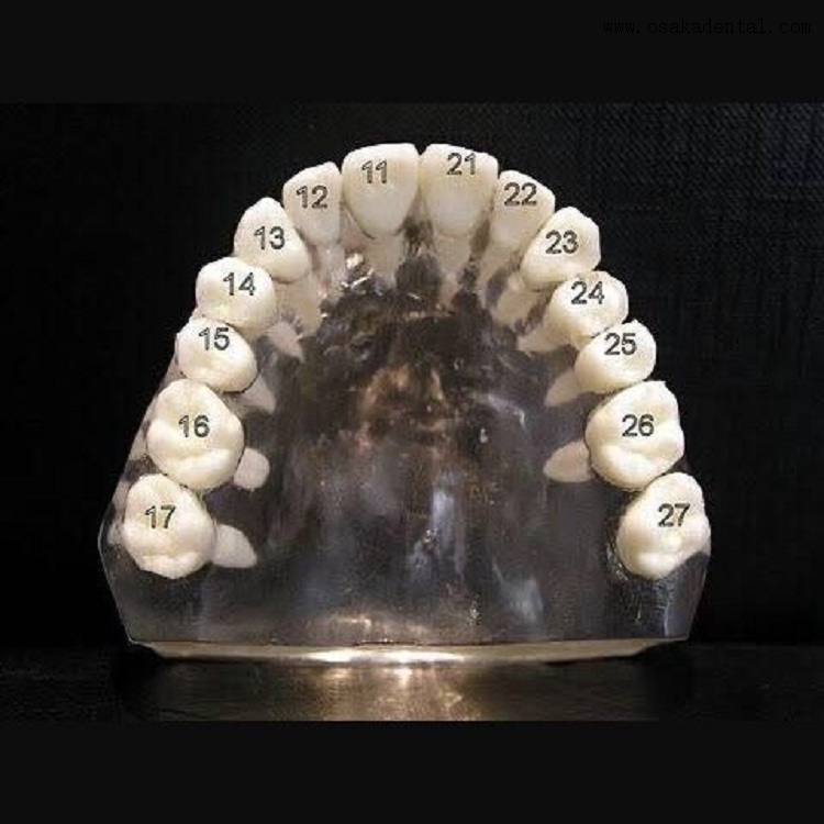 الأسنان مع المسمار لدراسة العفن OSA-Teeth-N