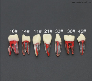 ممارسة نموذج الأسنان لاستخدام الطالب طبيب الأسنان