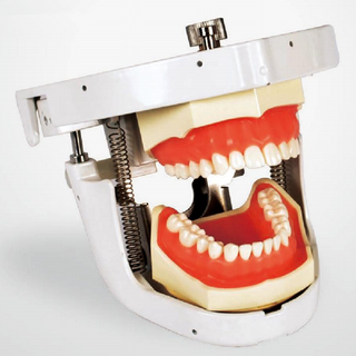كبار المفصلة الأسنان ممارسة محاكاة مانيكين الأسنان