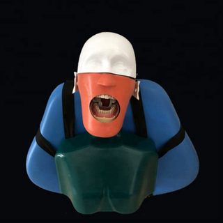 نموذج رأس القزم لتعليم ودراسة أسنان كبار السن